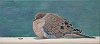 Mourning Dove 8x16