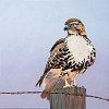 Red-tailed Hawk 24x24in (SOLD)