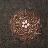 song sparrow 8x8 in