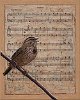 Song Sparrow 10x8